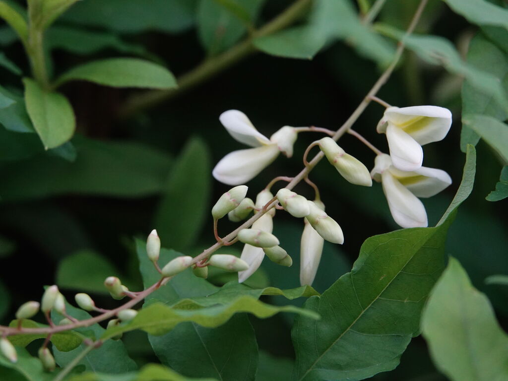 ルリタテハ ガガイモの実と花 サオトメバナ セセリチョウ 鳥写真マンガ