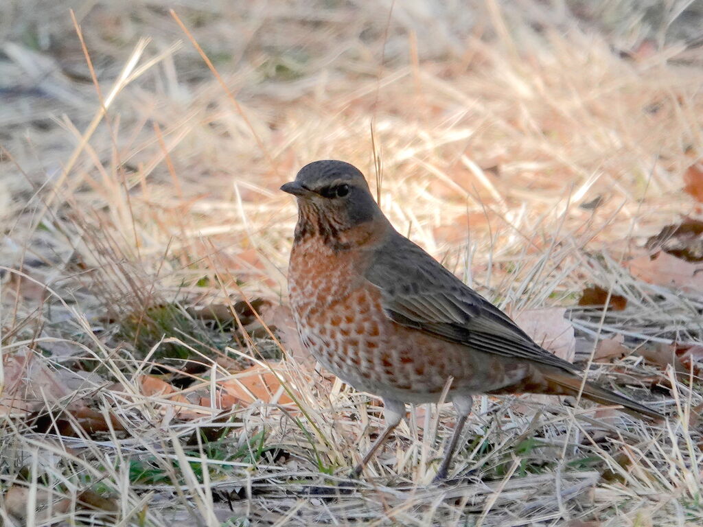 ハチジョウツグミ コゲラ モズ エナガ 鳥写真マンガ