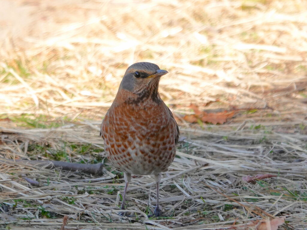 ハチジョウツグミ コゲラ モズ エナガ 鳥写真マンガ
