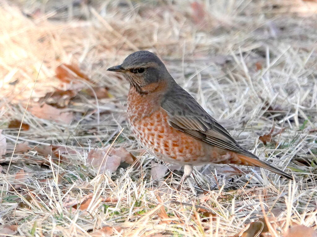 ハチジョウツグミ コゲラ モズ エナガ 鳥写真マンガ