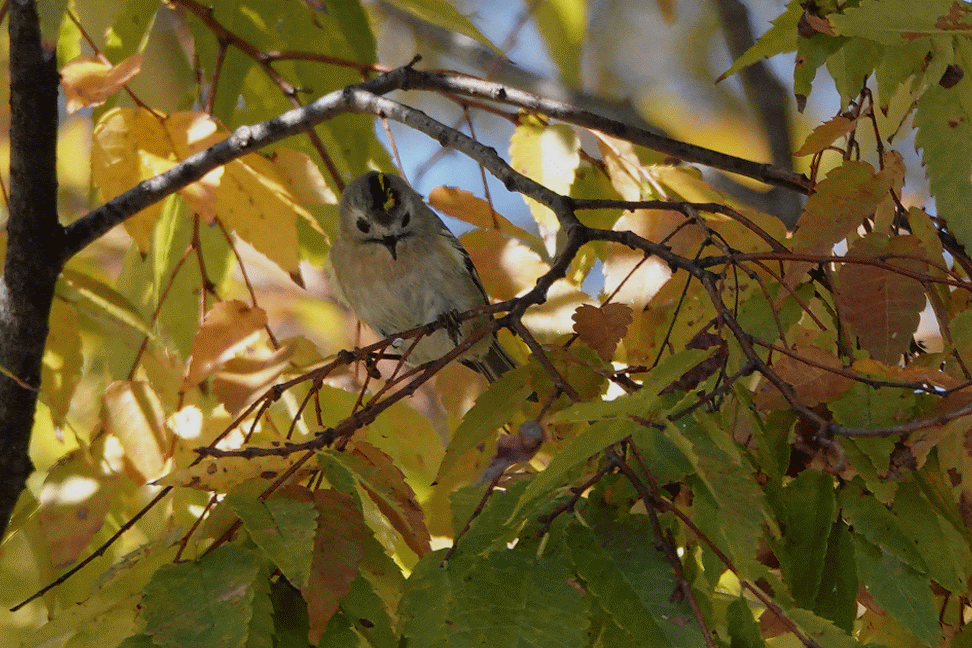綺麗な鳥 Gif アニメ画像について 綺麗な鳥 Gif アニメ画像について