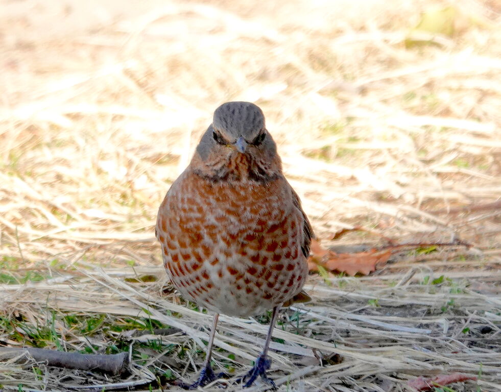 ハチジョウツグミ コゲラ モズ エナガ 鳥写真マンガ
