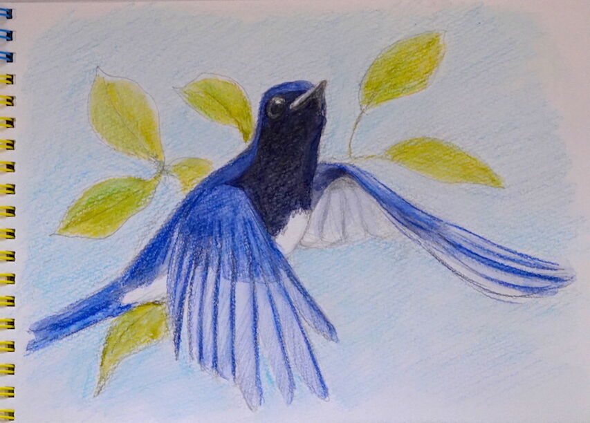 オオルリのスケッチ 鳥写真マンガ