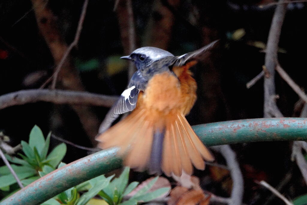 ジョウビタキのオス ルリビタキのメスタイプなど 鳥写真マンガ