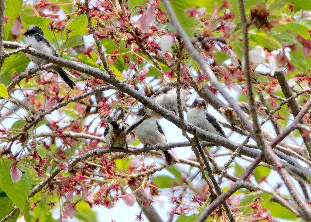 桜エナガダンゴ 鳥写真マンガ 桜エナガダンゴ 鳥写真マンガ