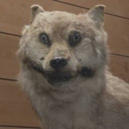 【画像】絶滅したニホンオオカミの剥製が展示されるもなんか顔が怖いωωω