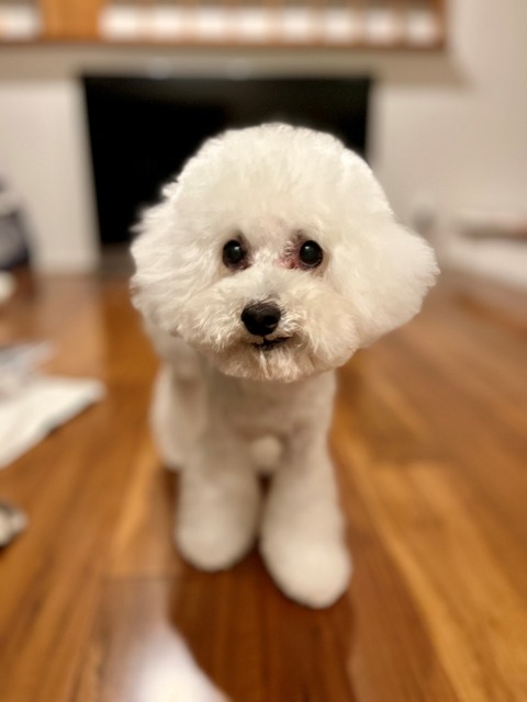 wanko