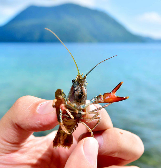 科学 摩周湖湖底に謎の凸凹 生物の足跡 研究者ら捕獲作戦へ らふ速 ニュースまとめ 科学 摩周湖湖底に謎の凸凹 生物の足跡 研究者ら捕獲作戦へ らふ速 ニュースまとめ