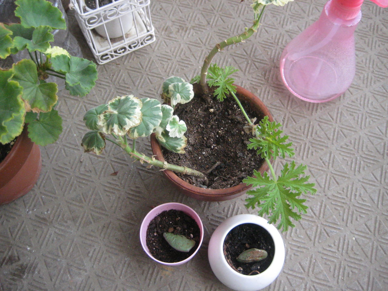 鉢植えと毛皮姉妹 Fur Scale 鉢植えと毛皮姉妹 Fur Scale