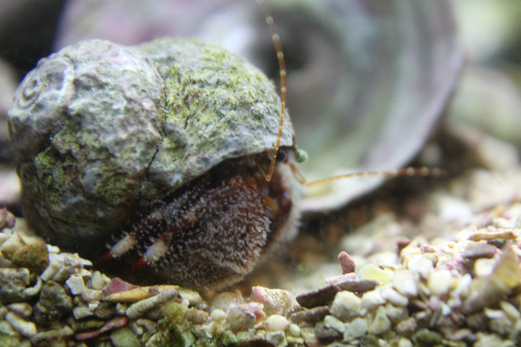 ヤドカリ採集で磯遊び始め ココ夏 Season 6 ココだけ真夏の海