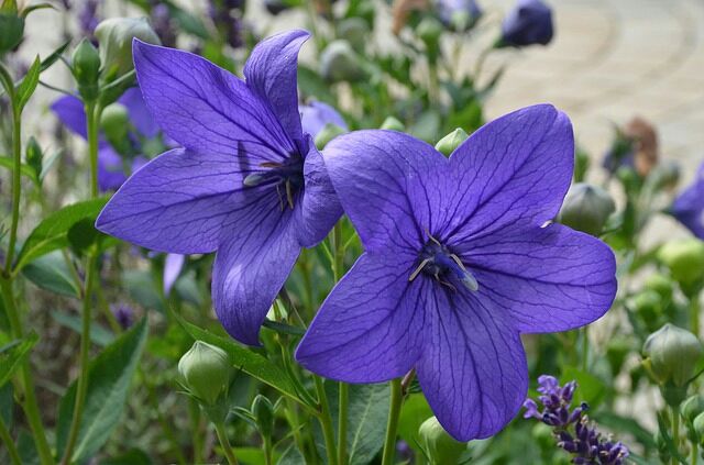 花 秋 冬編 フランス語の庭