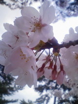 SAKURA