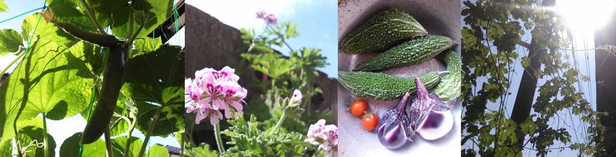 カインズホーム キュウリ苗 75円 購入 庭がステージ 庭ステ