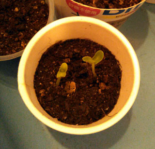 カインズホーム キュウリ苗 75円 購入 庭がステージ 庭ステ