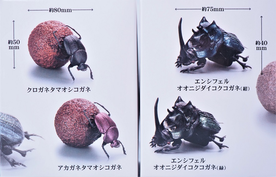 ☆パラグアイ産 エンシフェールニジダイコクコガネ 特大 54mm 52mm