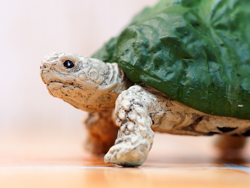 タカラトミーアーツ マウンテンタートルズ レビュー : おもちゃの巣