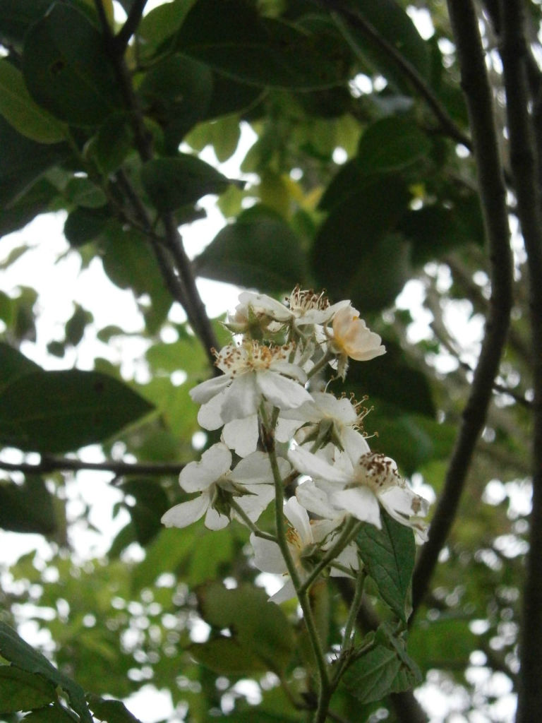 聖なる痕でせいこんと読みます 守護さまスピリチュアル観察日記