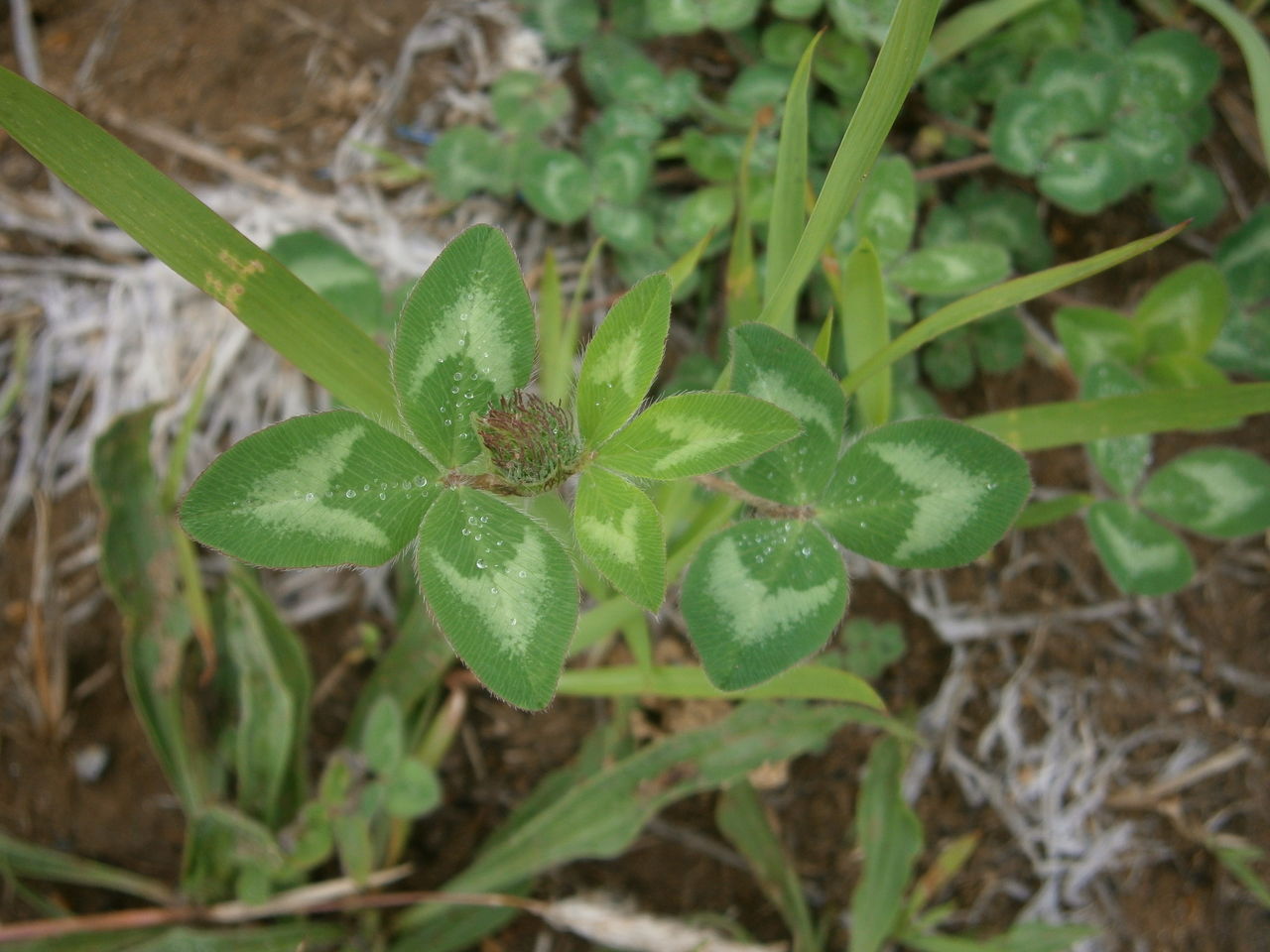聖なる痕でせいこんと読みます 守護さまスピリチュアル観察日記
