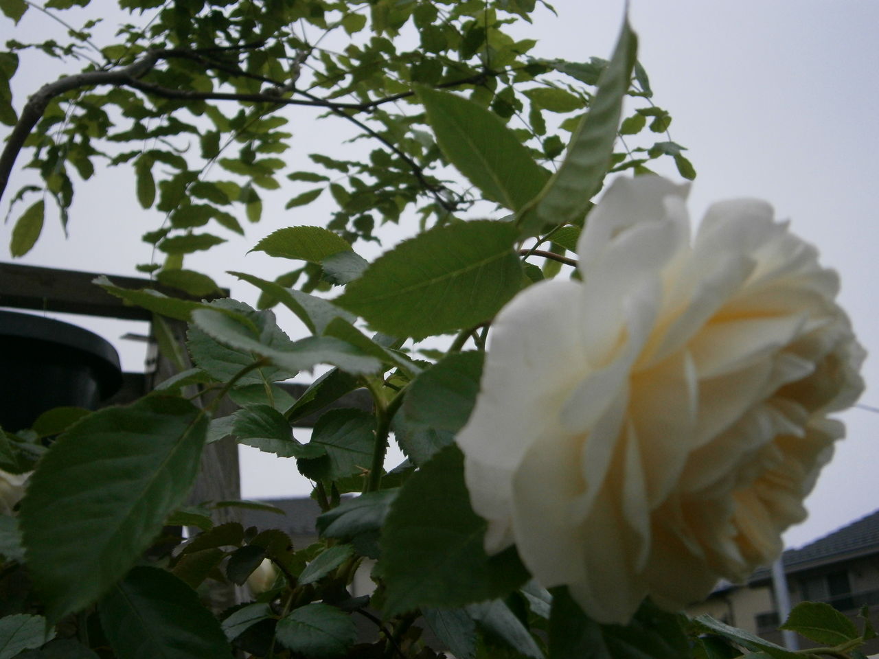 聖なる痕でせいこんと読みます 守護さまスピリチュアル観察日記