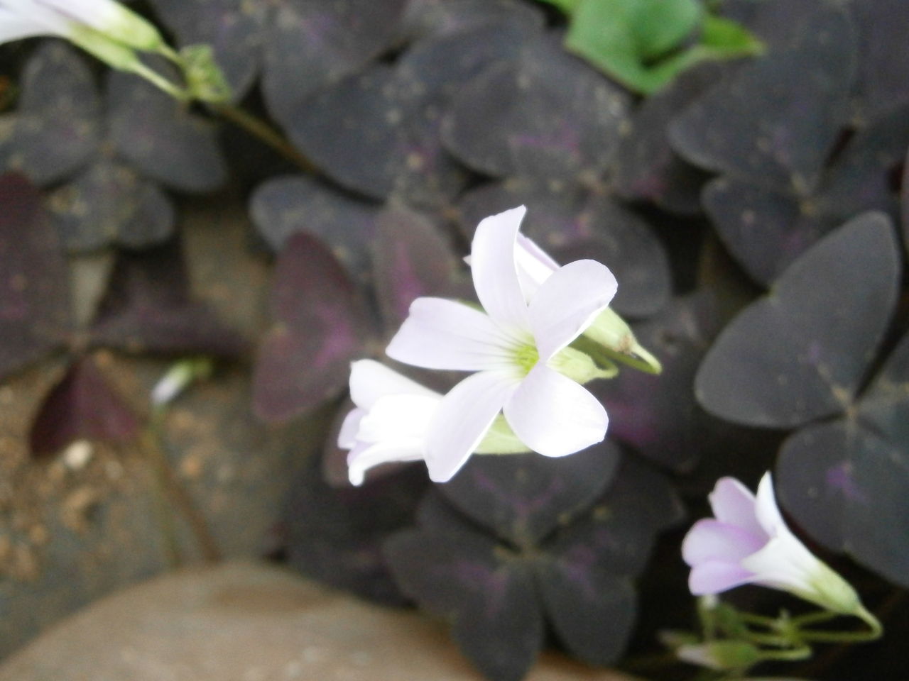 聖なる痕でせいこんと読みます 守護さまスピリチュアル観察日記