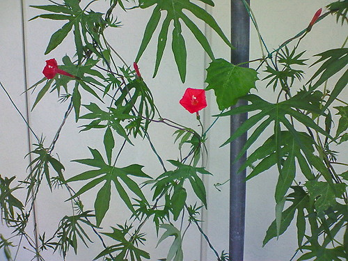 社長お気に入りの花(住田)