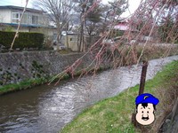 来内川と枝垂桜