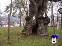 雷が落ちたことがあるそうです。