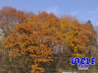 ちょっと残ってた秋12/3