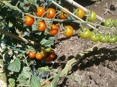 Ź΢�ڱ�2015�ߥ˥ȥޥ�