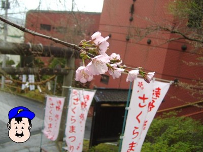 さくら、見ごろはもうすこし先。