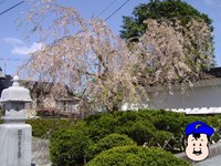 大手橋 横の枝垂桜