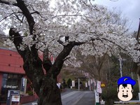 鍋倉山のふもとの桜は満開!!