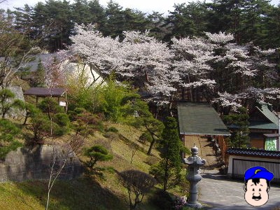 福泉寺 さくら