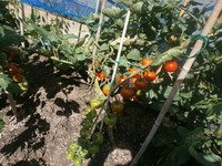 Ź΢�ڱ�2015�ȥޥ�