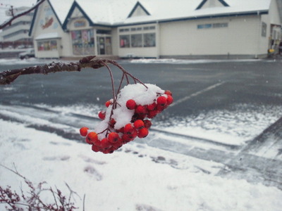 年末の雪はこんなもんじゃなかった