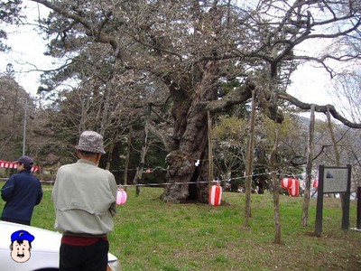 立派な桜!大日山にて。