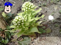 ばっけの花