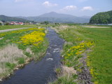 早瀬の橋から菜の花