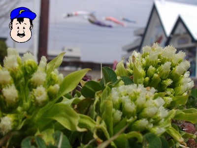 ばっけ