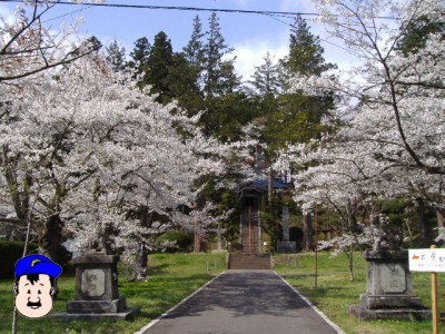 福泉寺 さくら