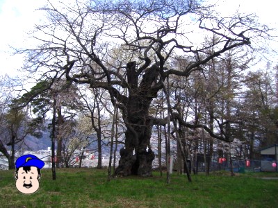 大日山の桜 エドヒガンザクラ