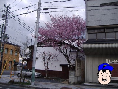 ピンクきれいーー!せんだいやさんのさくら。