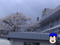 さくら 遠中 2