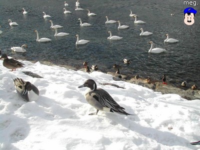 白鳥に会いに行ってきました。