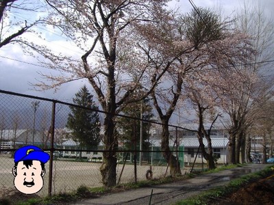 さくら 遠野中学校