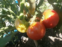 Ź΢�ڱ�2015�ȥޥȡ�