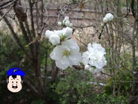 うちの、白い花。3分咲きくらい?