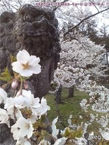 さくら、福泉寺