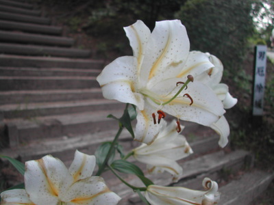 市の花:ヤマユリ…かしら?