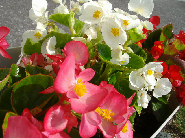 Àì̳¤¬¤â¤é¤Ã¤Æ¤¤¿²Ö¤ÎÉÄ